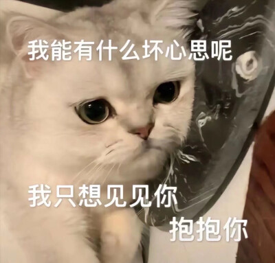 土味情话 小猫咪