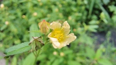 小花也可爱:"黄花棯"欣赏