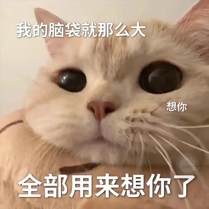 土味情话 小猫咪