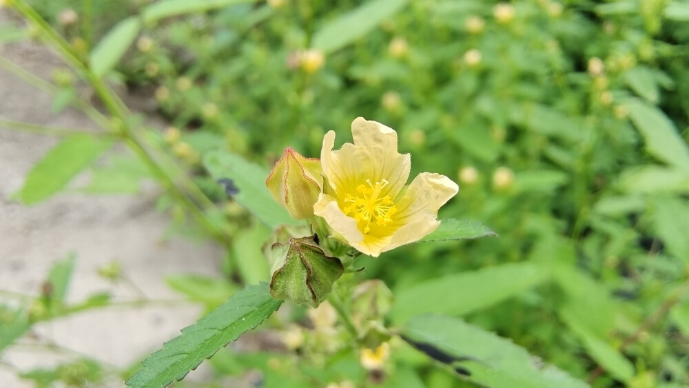 小花也可爱:"黄花棯"欣赏