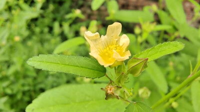 小花也可爱:"黄花棯"欣赏