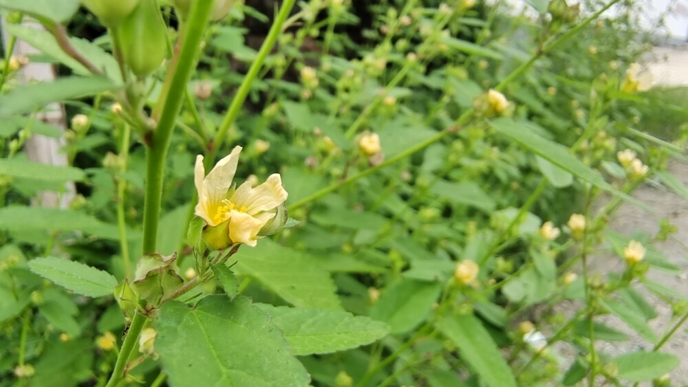 小花也可爱:"黄花棯"欣赏