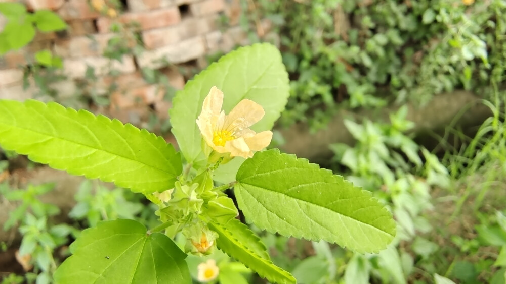 小花也可爱:"黄花棯"欣赏