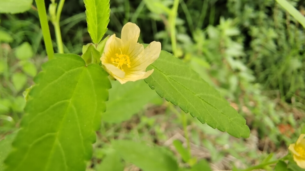 小花也可爱:"黄花棯"欣赏