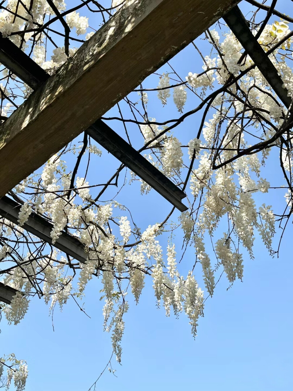 花的背景图║白花紫藤
图源小红薯：宇宙监督日记