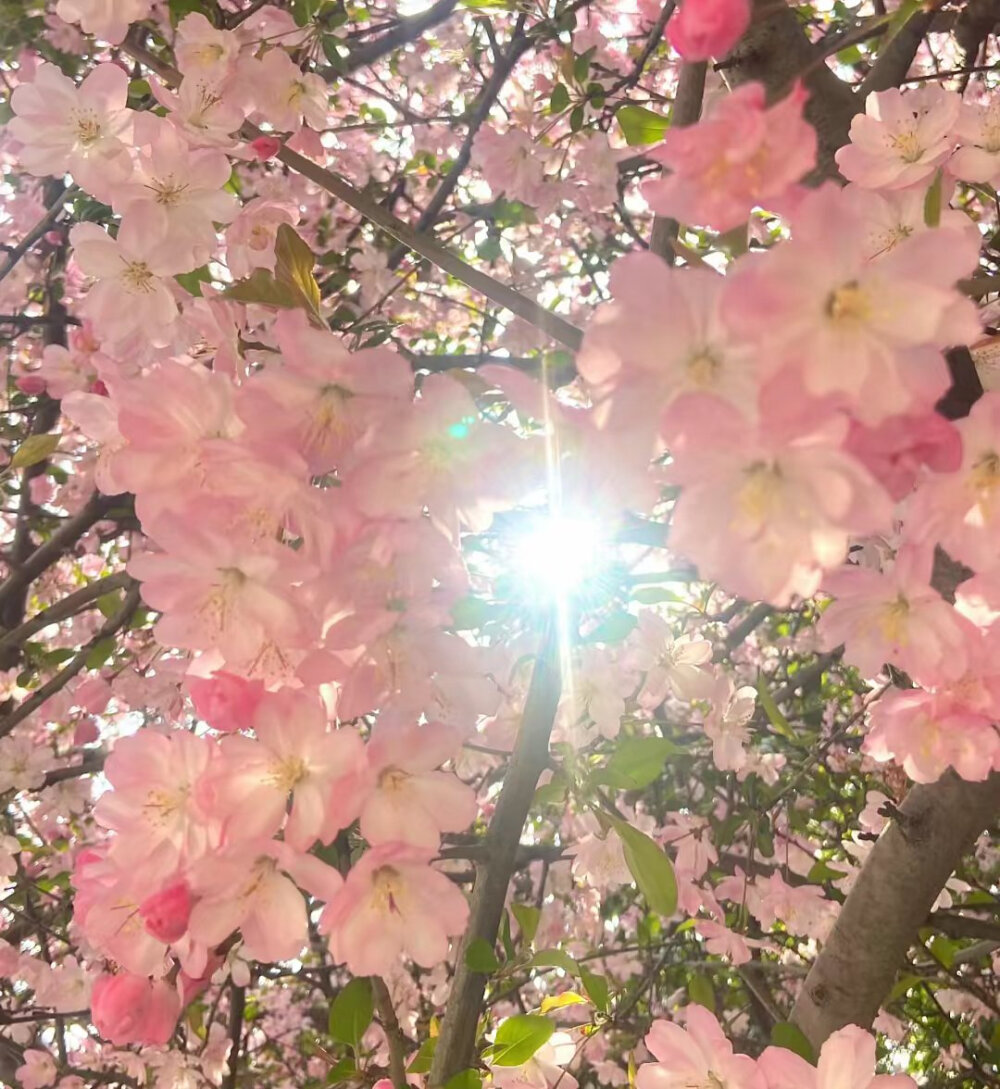 花的背景图