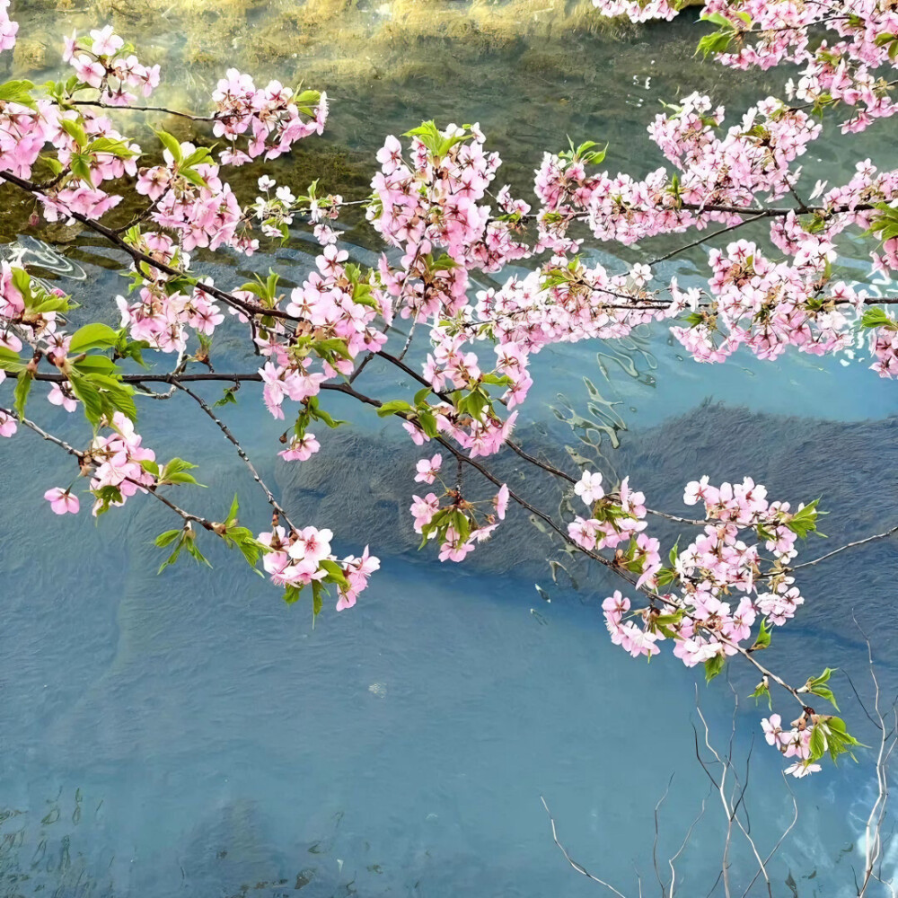 花的背景图