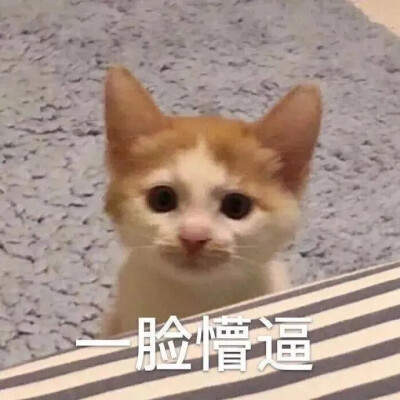 猫猫表情包