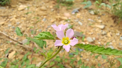 小花也可爱：“马松子”欣赏