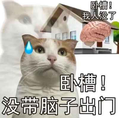 猫猫表情包