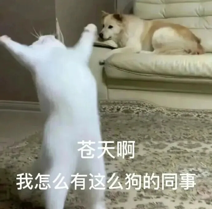 猫猫表情包