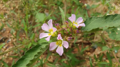 小花也可爱：“马松子”欣赏