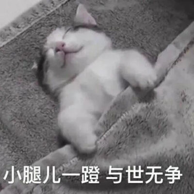 猫猫表情包