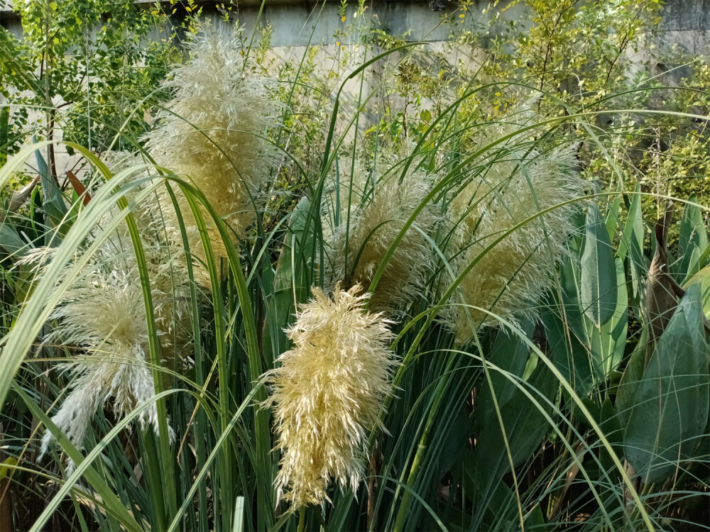 秋景欣賞：蒲葦花開(kāi)風(fēng)光美