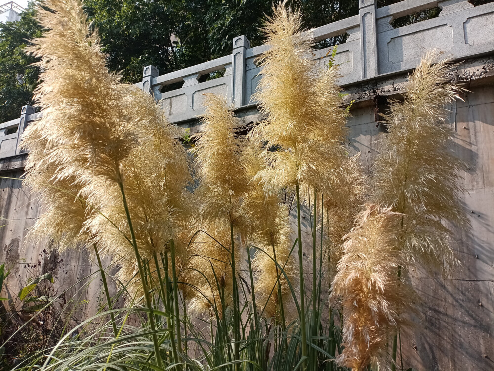 秋景欣賞：蒲葦花開風(fēng)光美