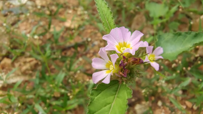 小花也可爱：“马松子”欣赏