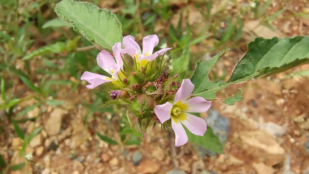 小花也可爱：“马松子”欣赏