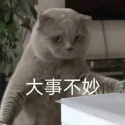 猫猫表情包