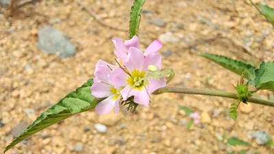 小花也可爱：“马松子”欣赏