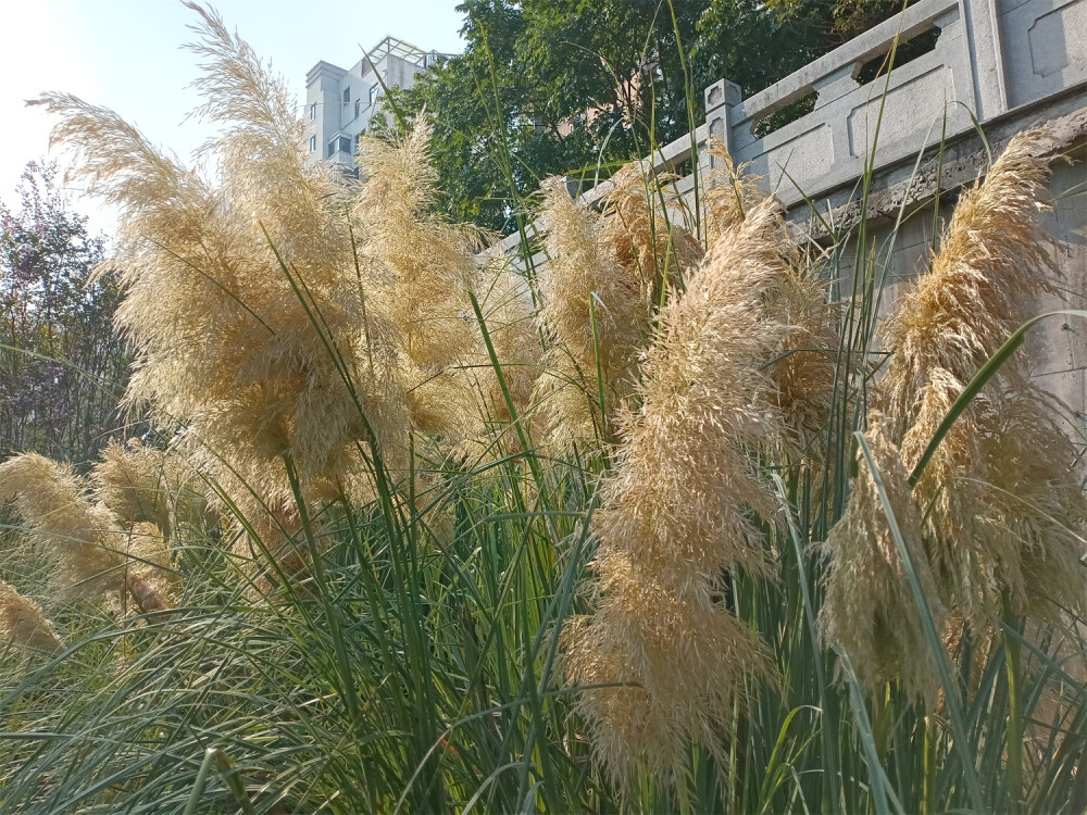 秋景欣賞：蒲葦花開風(fēng)光美