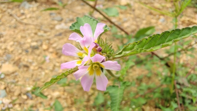 小花也可爱：“马松子”欣赏