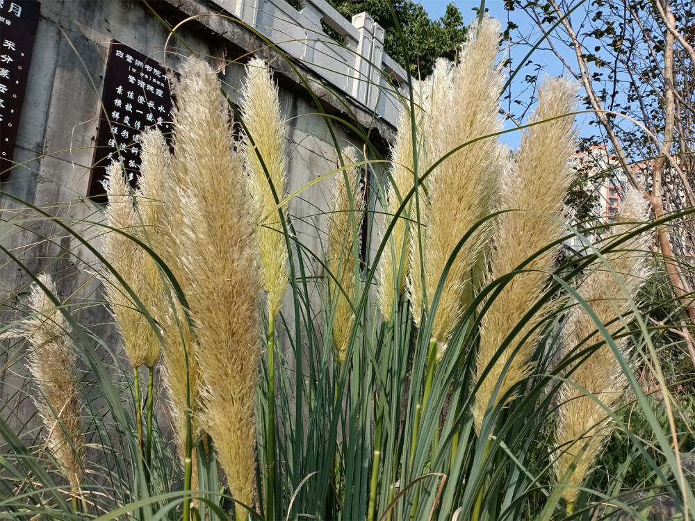 秋景欣賞：蒲葦花開風(fēng)光美