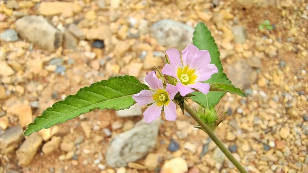 小花也可爱：“马松子”欣赏