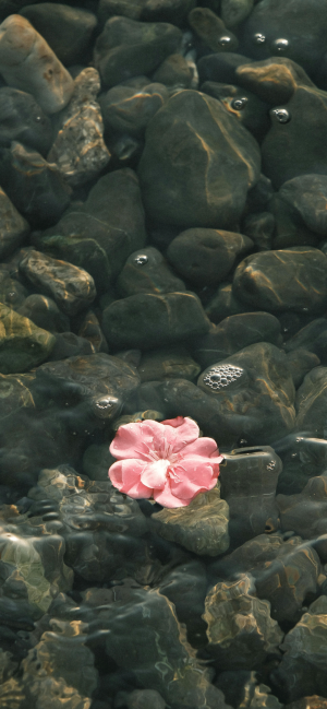 壁纸