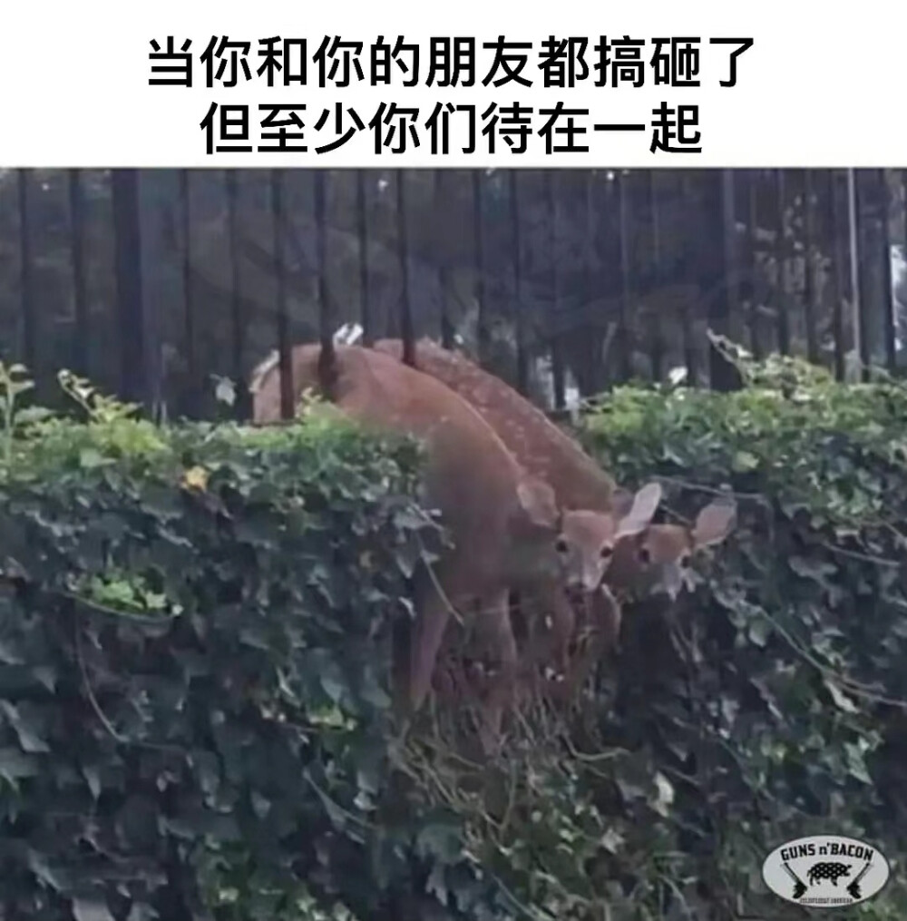 表情包