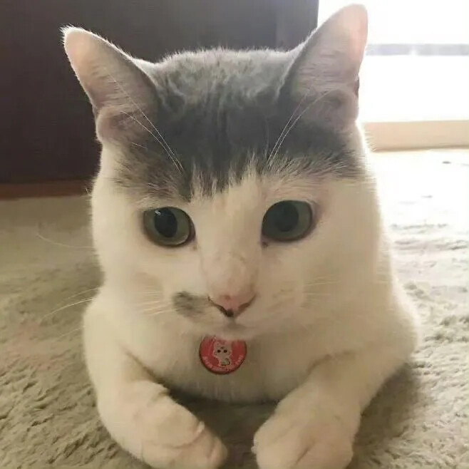 齐刘海猫咪头像