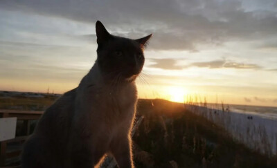 夕阳西下的猫咪头像