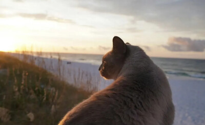 夕阳西下的猫咪头像