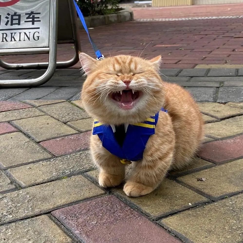 小猫