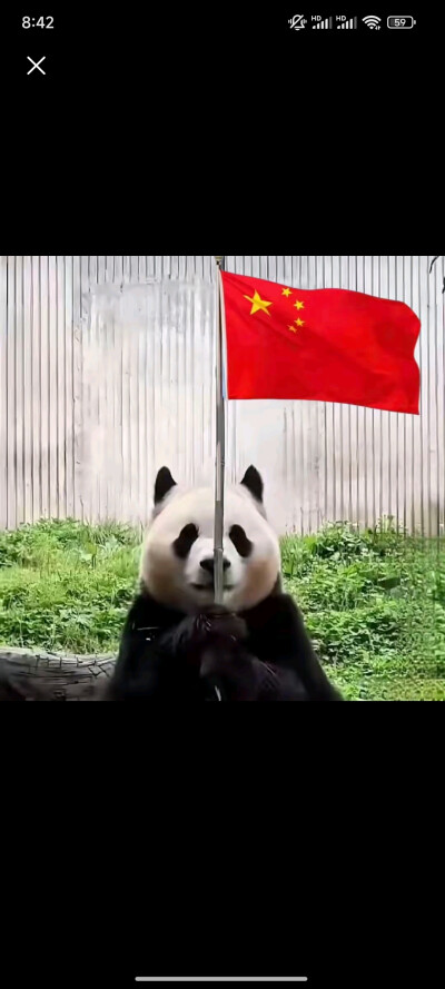 可爱可爱国宝