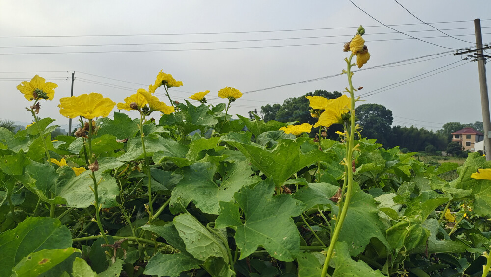 鄉(xiāng)村風光：絲瓜花開金燦燦