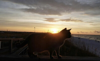 夕阳西下的猫咪头像