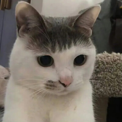 齐刘海猫咪头像