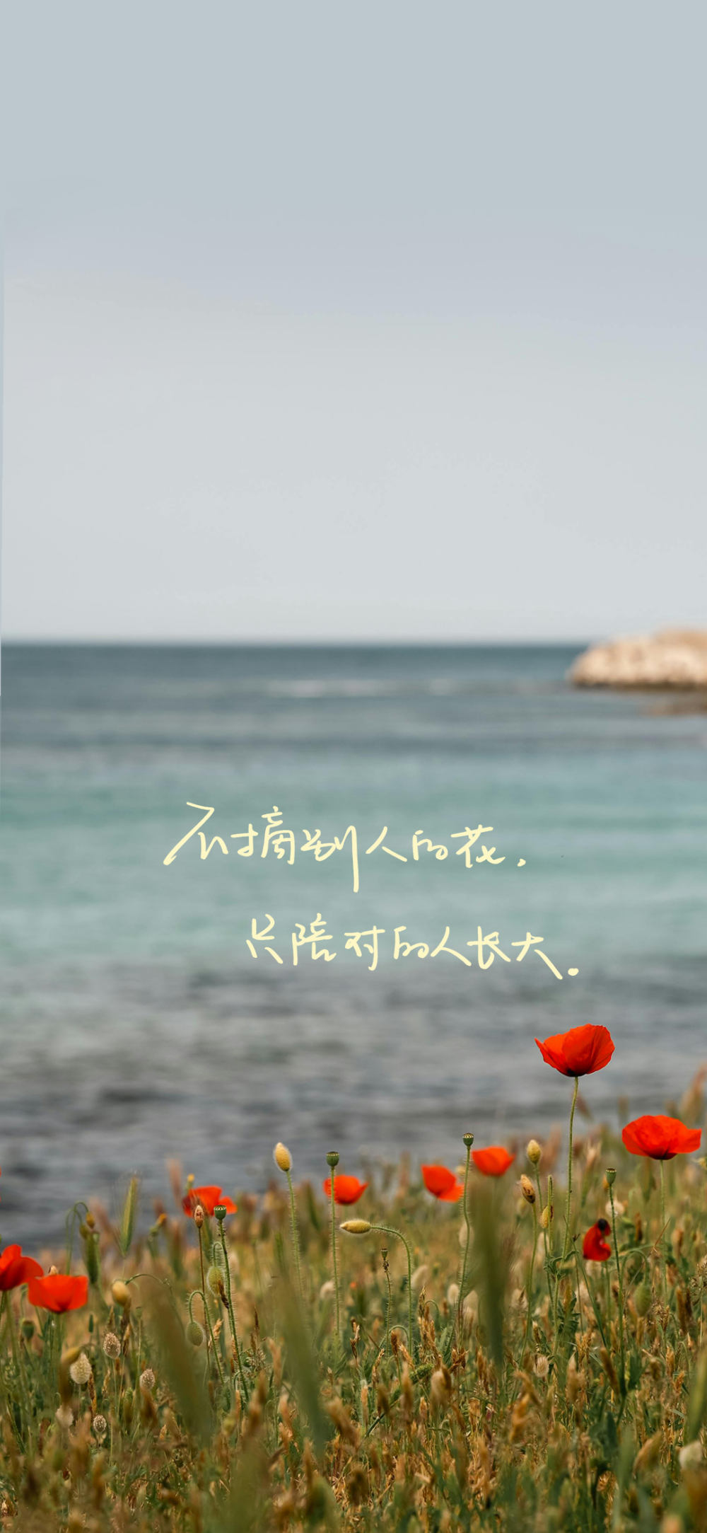 20240917手写壁纸
·
世界上迷人的花有很多，但我只喜欢有结果的树
·
不摘别人的花，只陪对的人长大
·
爱情不是终点，陪伴才是归宿
·
