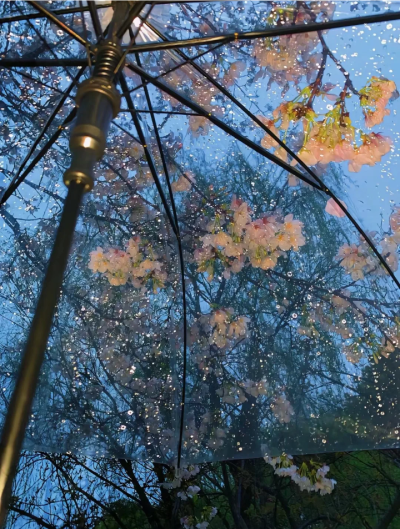 雨夜逢花背景图 花朵背景图 海棠花背景图
