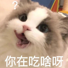 猫猫