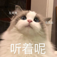 猫猫