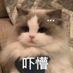 猫猫