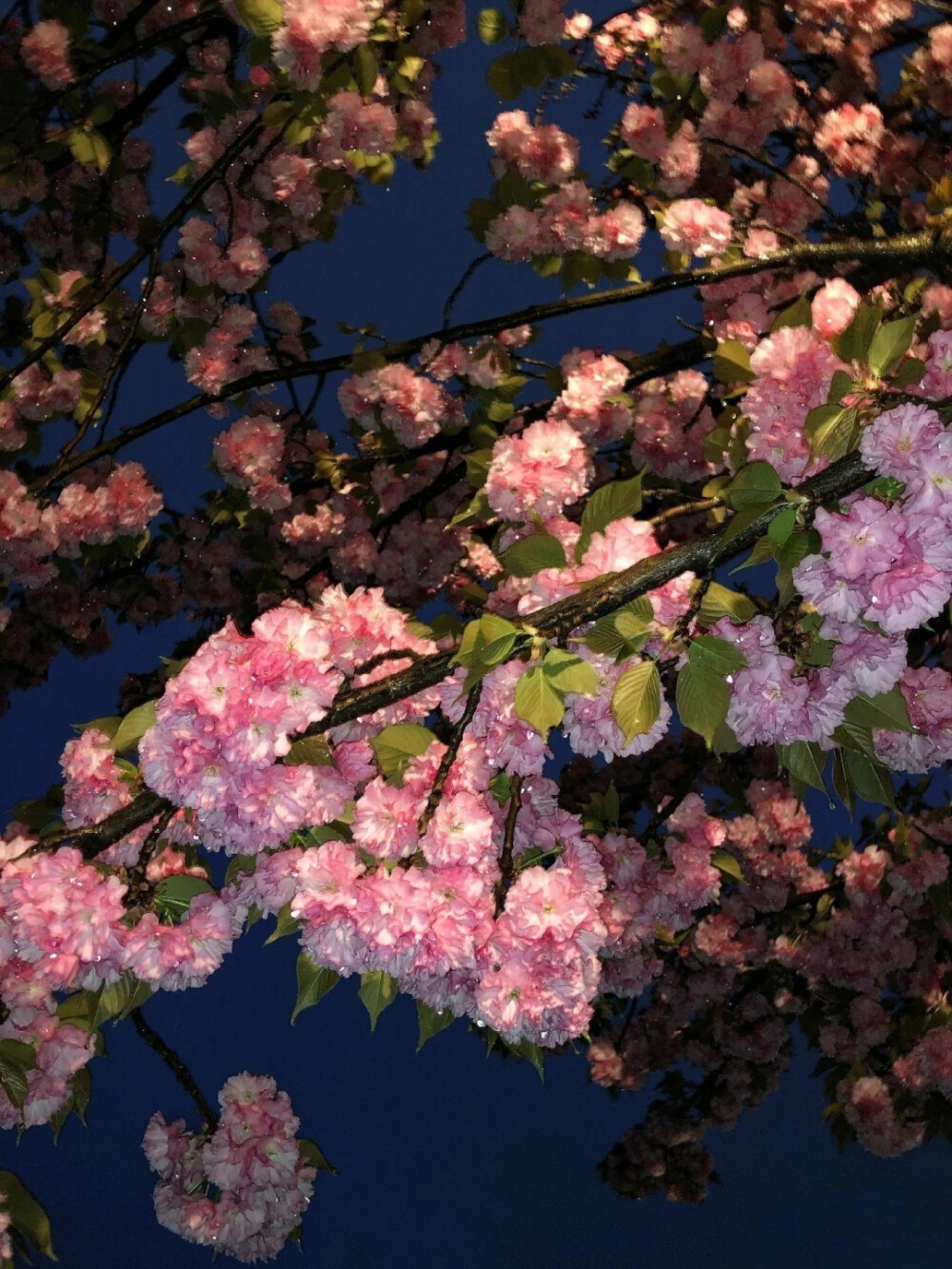 雨夜逢花背景图 花朵背景图
