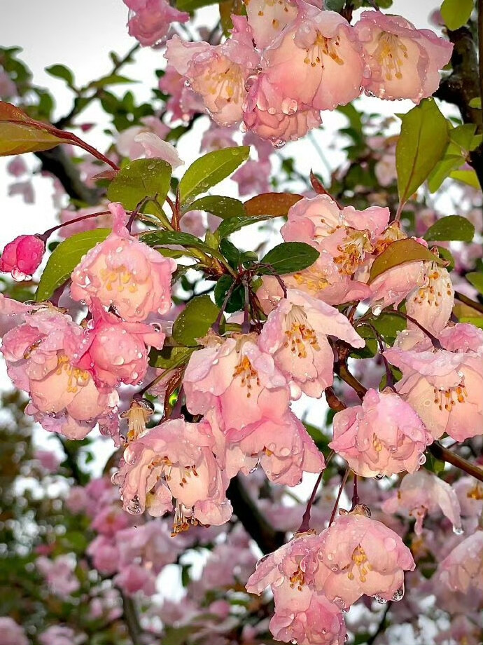 雨夜逢花背景图 花朵背景图
