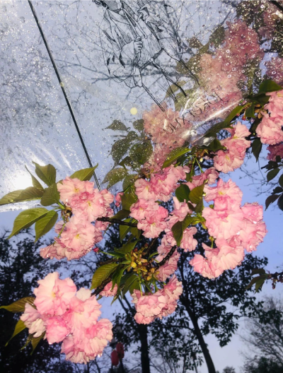 雨夜逢花背景图 花朵背景图
