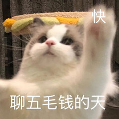 猫猫