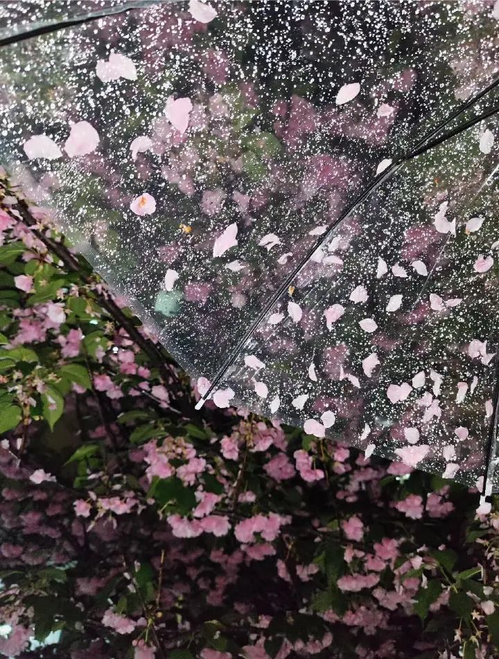 雨夜花背景图片