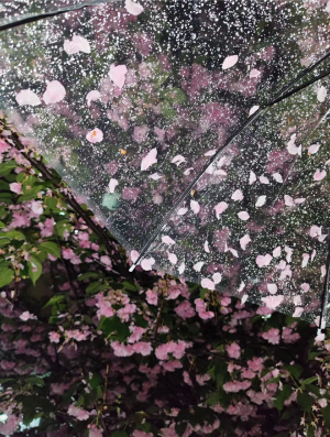 雨夜逢花背景图 花朵背景图
图源网络
