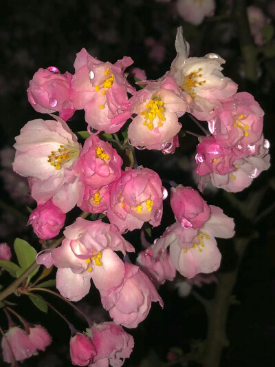 雨夜逢花背景图 花朵背景图
图源：失忆北岛
