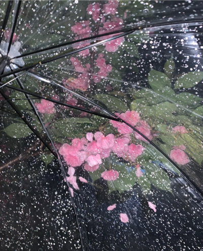 雨夜逢花背景图 花朵背景图
